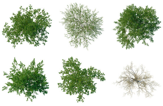 Set of Salix caprea tree plan, top view, cutout, transparent background, isolate, Collection of Tree Canopies for Landscape Design and Game Development Assets