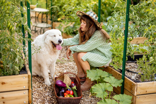 Woman with Maremma Sheepdog in Raised Vegetable Garden