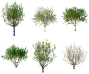 Set of Salix caprea tree elevation, front view, cutout, transparent background, isolate, Collection of Realistic Trees - Perfect for Landscape Design & Environmental Visualizations © Peter Hai