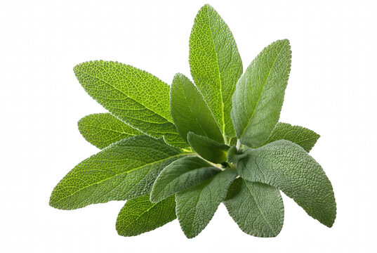 Fresh bunch of green sage leaves isolated on dark surface
