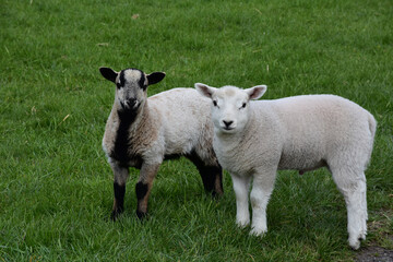 Fototapeta premium Pair of Soft Fuzzy Lamb in Rural Farm Pasture Environment