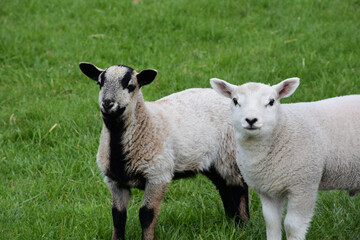 Fototapeta premium Baby Wooly Lambs Standing in English Countryside Meadow