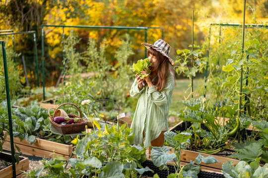 Woman Harvesting Fresh Lettuce in Raised Vegetable Garden