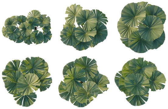Set of Licuala ramsayi tree plan, top view, cutout, transparent background, isolate, Palm Tree Canopy Top View - Lush Green Foliage Pattern for Landscape Design and Nature Imagery