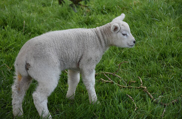 Obraz premium Cute Fuzzy Lamb Exploring Grassy Farm Pasture Area