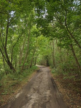 Dirt road bending through a lush green summer forest canopy