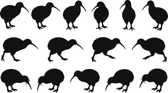 Black kiwi bird silhouettes, kiwi icons, bird graphics, wildlife illustrations, 15 silhouette set
