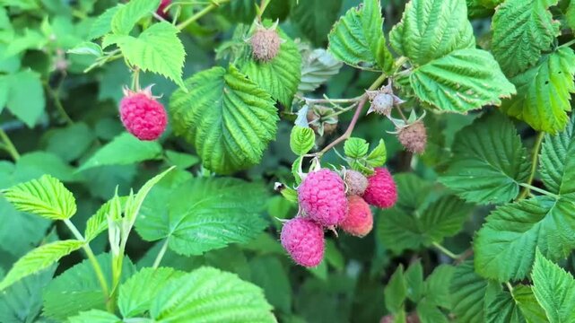 Slow motion close-up of a hand picking ripe raspberries from the bush while holding freshly picked berries, horizontal video
