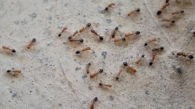 A group of red ants walking on the wall texture the afternoon