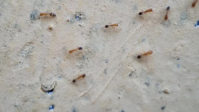 A group of red ants walking on the wall texture the afternoon