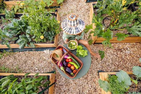 Fresh Homegrown Vegetables and Salad on Garden Table