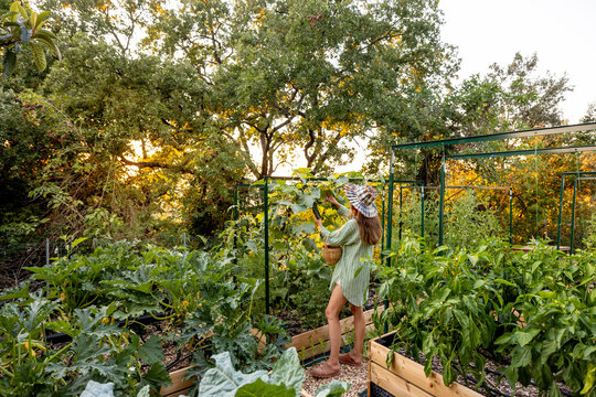 Woman Harvesting Vegetables in Lush Raised Bed Garden at Sunset
