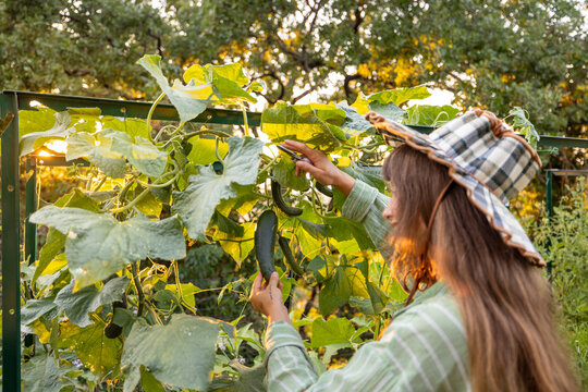 Woman Harvesting Fresh Cucumbers in Organic Vegetable Garden at Sunset