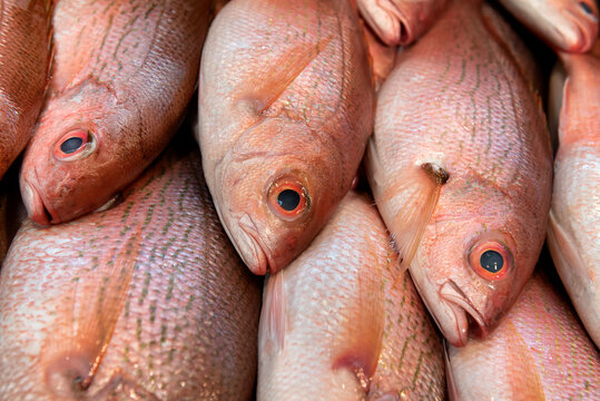 Cioba or mutton snapper