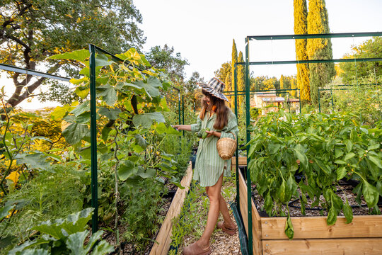 Woman Harvesting Cucumbers from Raised Garden Bed at Sunset