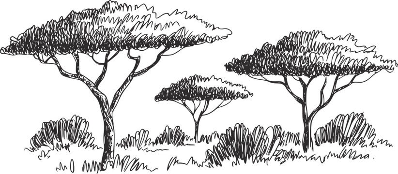 白い背景に黒インクで描かれたサバンナの風景のアカシアの木の手描き