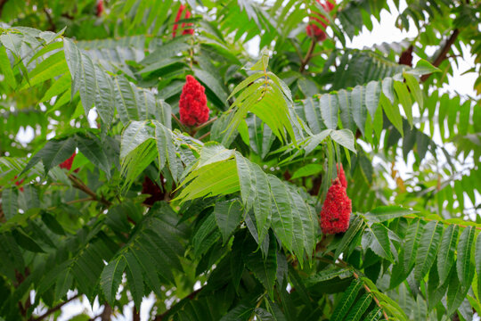 Staghorn sumac tree branches with red fuzzy fruit cones, green pinnate leaves of rhus typhina background in summer park