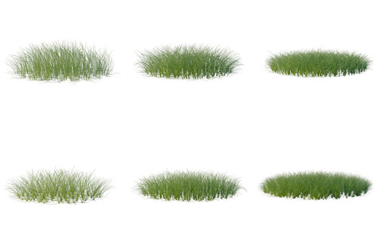 Set of Eleocharis parvula tree elevation, front view, cutout, transparent background, isolate, Assorted Clumps of Green Ornamental Grasses - Perfect for Landscaping and Nature Photography