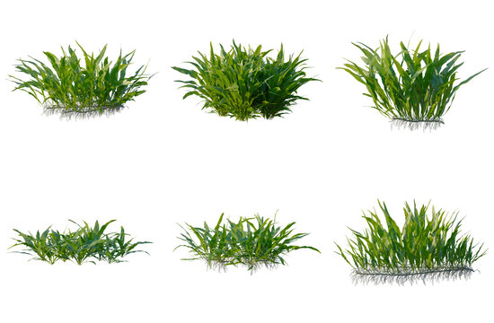 Set of Microsorum pteropus tree elevation, front view, cutout, transparent background, isolate, Collection of Green Grass Clumps with Roots - Perfect for Game Development & Landscape Design