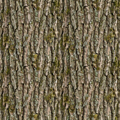 Naklejka premium Tree bark texture with grooves and moss in natural colors 