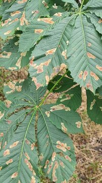 Horse chestnut leaf with brown spot disease. Foliage showing symptoms of Guignardia aesculi infection. Botanical damage on tree leaf in a natural environment.