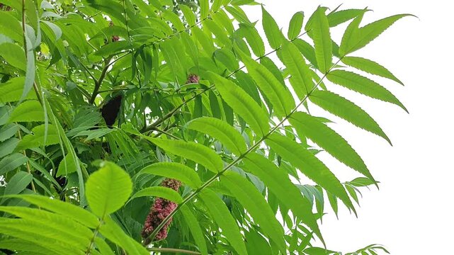 Staghorn sumac tree with green feathery leaves and red clustered fruit. Close up of swaying shrub branches with textured botanical elements in summer season.
