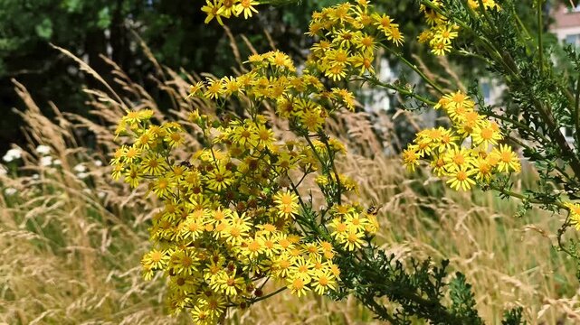 Close-up of yellow ragwort flowers with bees flying around on a sunny summer field