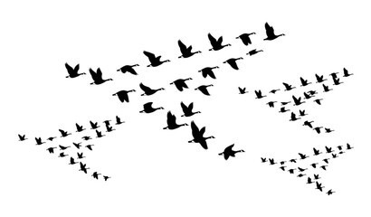 Obraz premium Flying Canada Goose Silhouette Collection Vector Design
