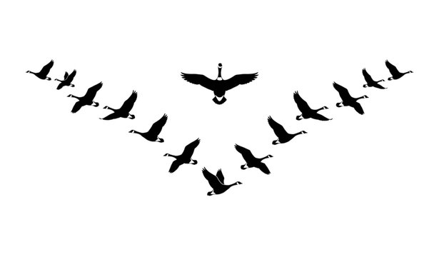 Premium Canada Geese V Formation Silhouette Vector Set