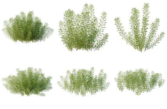 Set of Artemisia abrotanum tree elevation, front view, cutout, transparent background, isolate, Variety of Lush Green Shrubs - Perfect for Landscaping Design & Botanical Illustrations