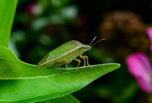 The common green shieldbug (Palomena prasina), also known as the green stink bug