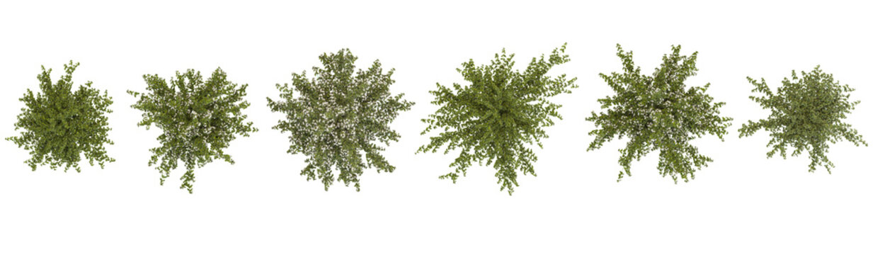 Collection of Correa plants on transparent background from the top view