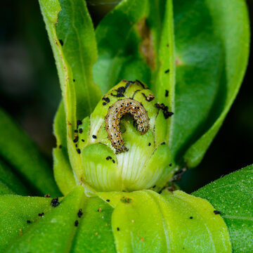 The corn earworm (Helicoverpa zea), also known as the cotton bollworm or tomato fruitworm, feeding on a plant.