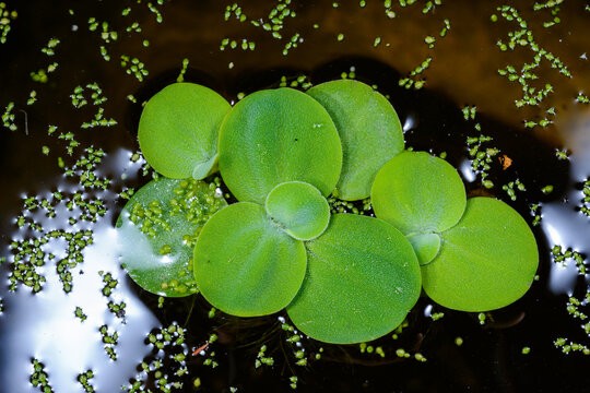 The image shows Pistia stratiotes, commonly known as water lettuce or Nile cabbage, a free floating aquatic plant.