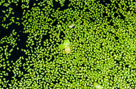Floating mat of Wolffia arrhiza (rootless duckweed), recognized as one of the world's smallest globose flowering plants.