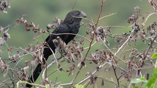 A close-up of a Smooth-billed Ani (Crotophaga ani) perched in its natural tropical habitat before launching into flight. The footage captures fine plumage details, the bird's distinctive curved bill, 