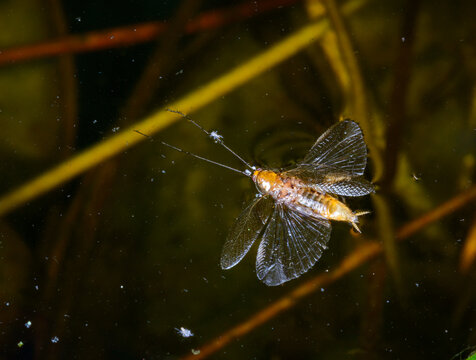 Dead German cockroach, Blattella germanica (Linnaeus, 1767) (order Blattodea, family Ectobiidae), floating on the water surface with fully outstretched wings