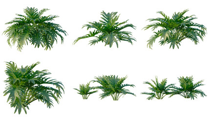 Set of Philodendron xanadu tree elevation, front view, cutout, transparent background, isolate, Collection of Lush Green Plants - Ideal for Interior Design & Landscaping Visualizations © Peter Hai