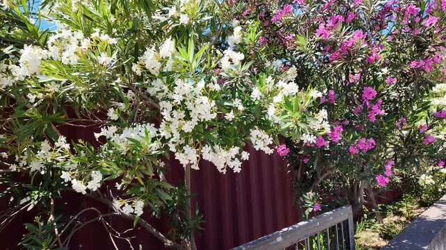 Beautiful view of blooming white and pink oleander shrubs lining sunny pedestrian walkway. Greece. Crete.