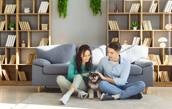 Couple with schnauzer dog sitting at home. They relax on the livingroom floor and gently pet a Zwergschnauzer near a sofa, showing family time, daily care and companionship. Clear family love.