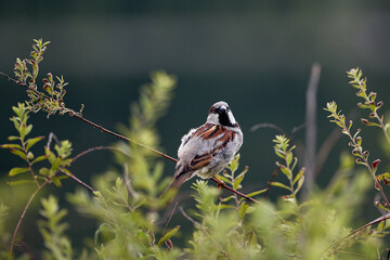 great tit parus major © smirs