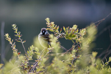 great tit parus major © smirs