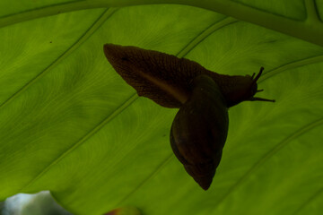 Snail crawling under large green leaf © IbragimovN