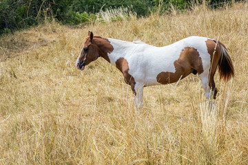 Pferd auf Weide mit vertrockneten Gräsern © Karl