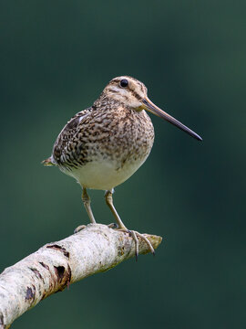 Common snipe (Gallinago gallinago)