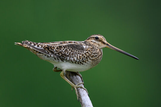 Common snipe (Gallinago gallinago)