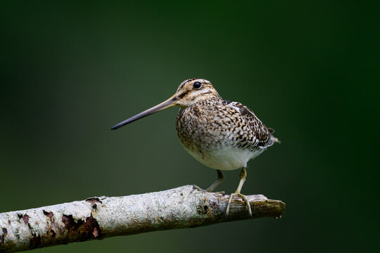 Common snipe (Gallinago gallinago)