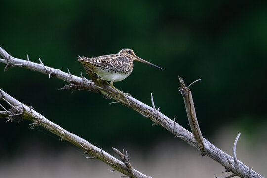 Common snipe (Gallinago gallinago)