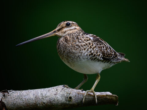 Common snipe (Gallinago gallinago)