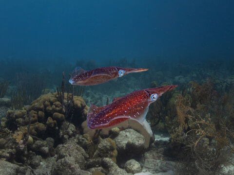 Pair of Caribbean Reef Squids Sepioteuthis sepioidea swimming together over a shallow reef in Bonaire